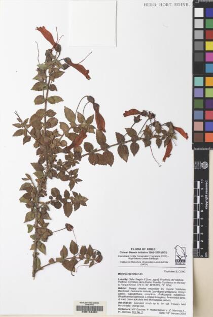 Mitraria coccinea [Espécimen: ]
