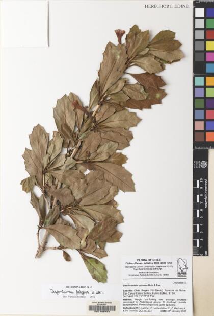 Desfontainia fulgens [Espécimen: ]
