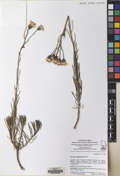 Senecio angustissimus [Espécimen: ]