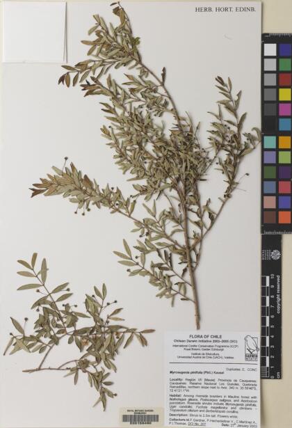 Myrceugenia pinifolia [Espécimen: ]