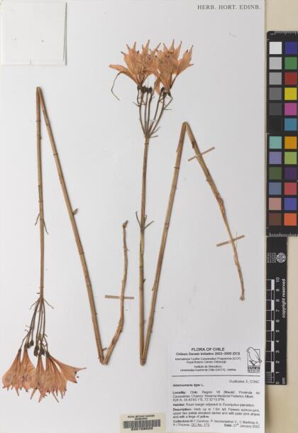 Alstroemeria ligtu [Espécimen: ]