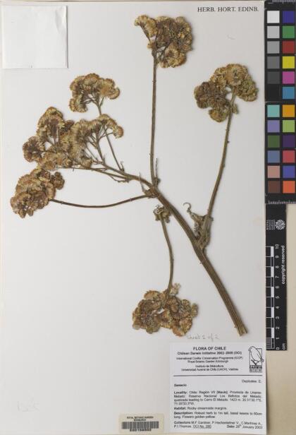 Senecio fistulosus [Espécimen: ]