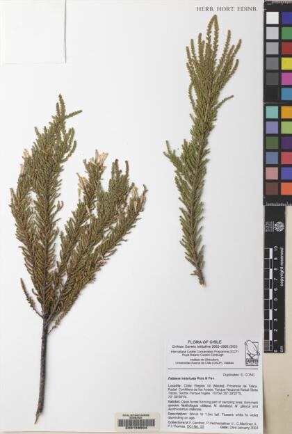 Fabiana imbricata [Espécimen: ]