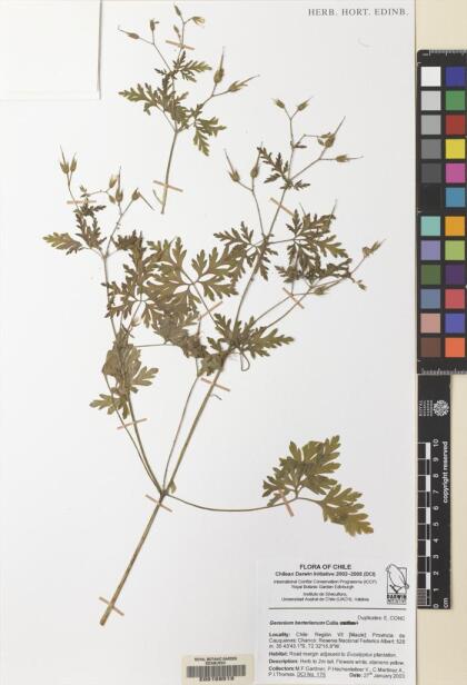 Geranium berteroanum [Espécimen: ]