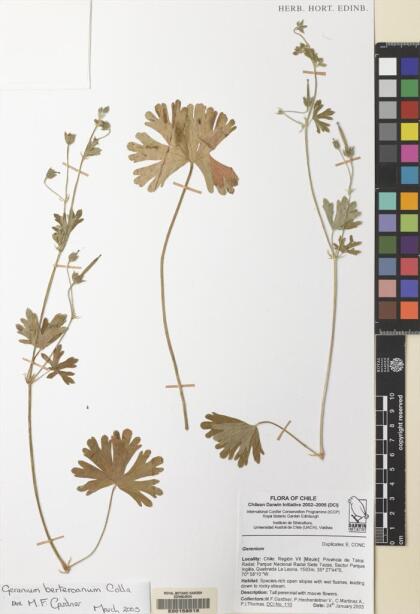 Geranium berteroanum [Espécimen: ]