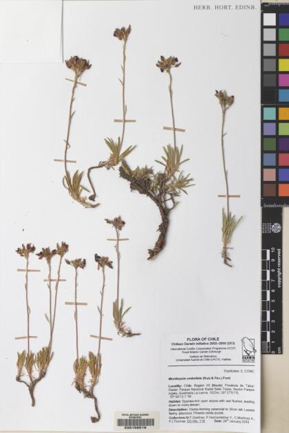Montiopsis umbellata [Espécimen: ]