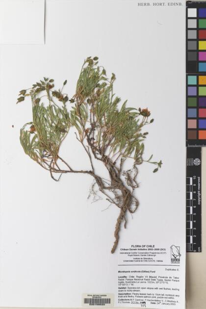 Montiopsis andicola [Espécimen: ]