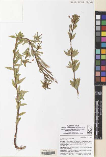 Epilobium glaucum [Espécimen: ]