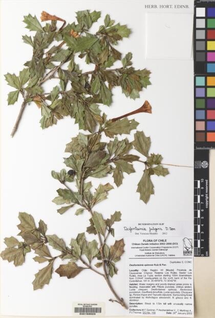 Desfontainia fulgens [Espécimen: ]