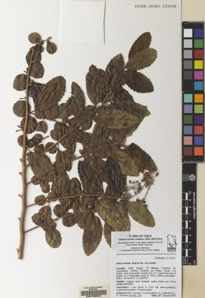 Azara serrata var. serrata [Espécimen: ]