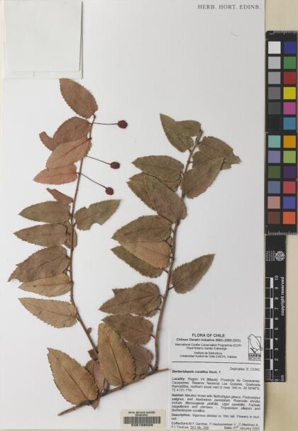 Berberidopsis corallina [Espécimen: ]