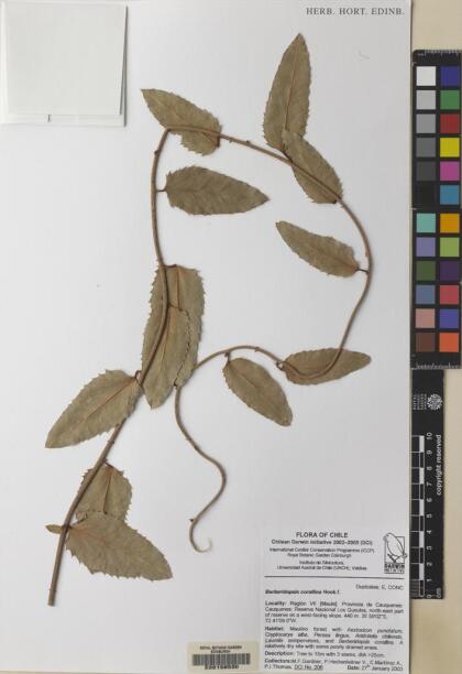 Berberidopsis corallina [Espécimen: ]