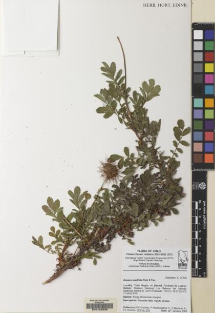 Acaena ovalifolia [Espécimen: ]