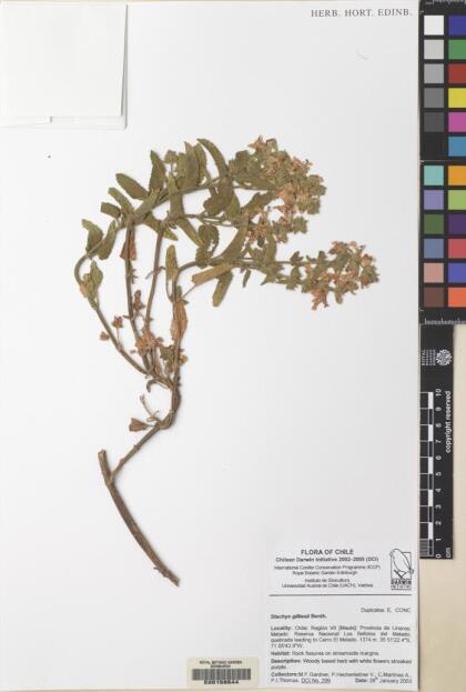 Stachys gilliesii [Espécimen: ]