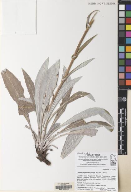 Leucheria glacialis [Espécimen: ]