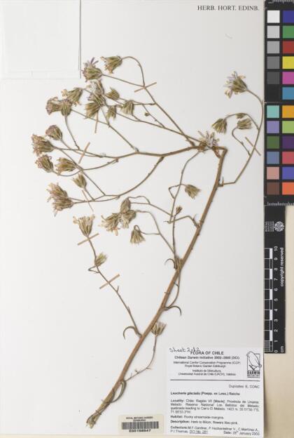 Leucheria glacialis [Espécimen: ]