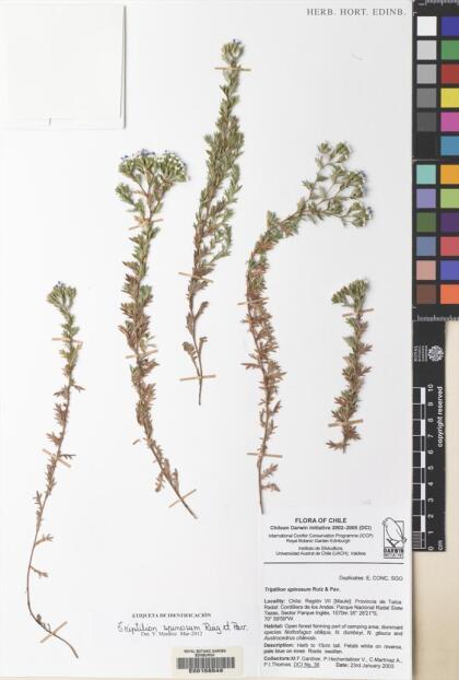 Triptilion spinosum [Espécimen: ]