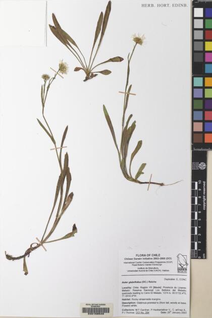 Symphyotrichum glabrifolium [Espécimen: ]
