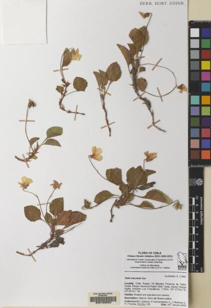 Viola maculata var. maculata [Espécimen: ]