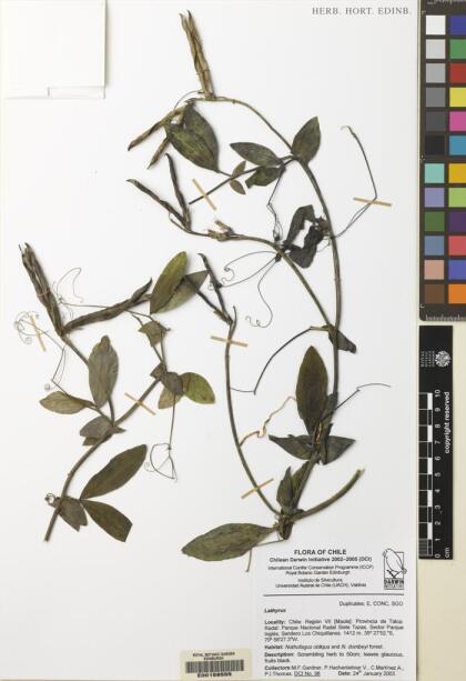 Lathyrus magellanicus [Espécimen: ]