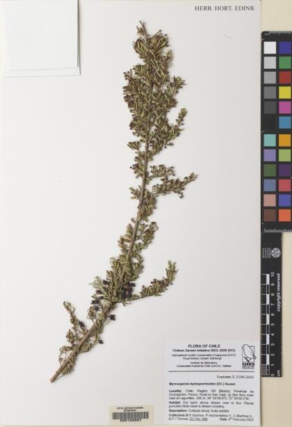 Myrceugenia leptospermoides [Espécimen: ]
