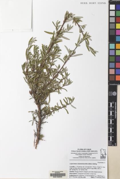 Lepechinia chilensis [Espécimen: ]