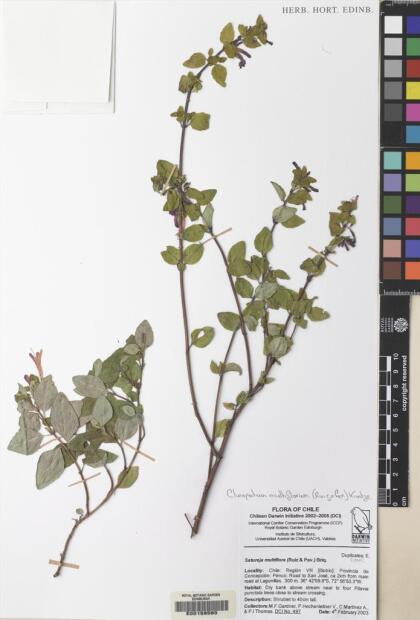 Gardoquia multiflora [Espécimen: ]