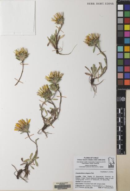 Chaetanthera elegans [Espécimen: ]