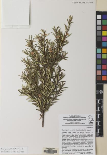 Myrceugenia pinifolia [Espécimen: ]