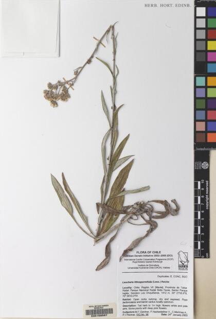 Leucheria lithospermifolia [Espécimen: ]