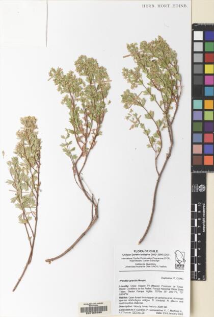 Balbisia gracilis [Espécimen: ]