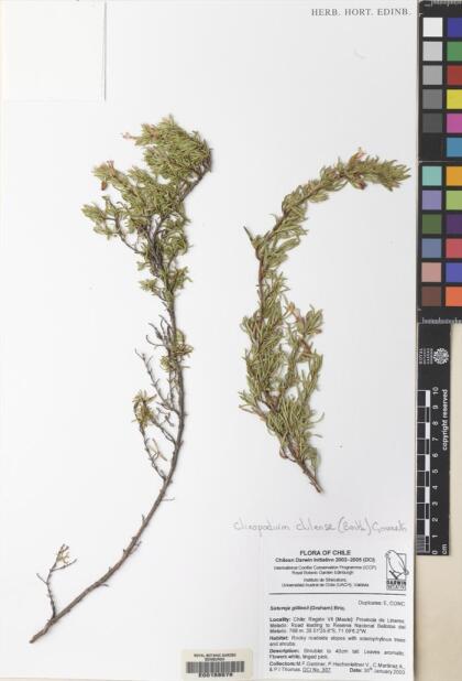 Gardoquia gilliesii [Espécimen: ]