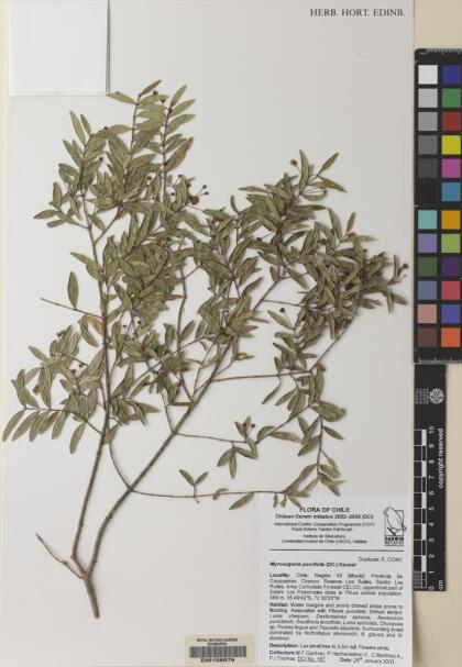 Myrceugenia parvifolia [Espécimen: ]