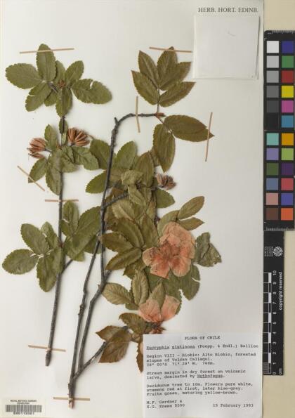 Eucryphia glutinosa [Espécimen: ]