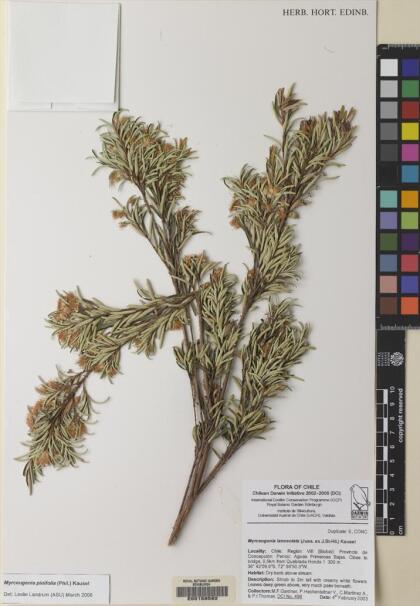 Myrceugenia pinifolia [Espécimen: ]