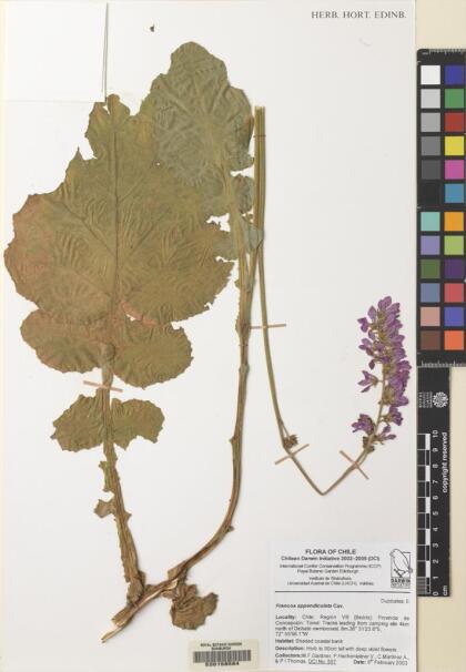 Francoa appendiculata [Espécimen: ]