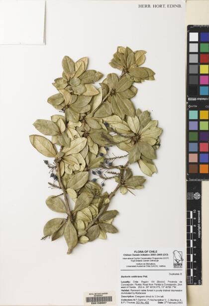 Berberis valdiviana [Espécimen: ]