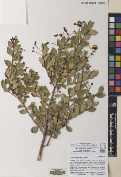 Luma apiculata [Espécimen: ]