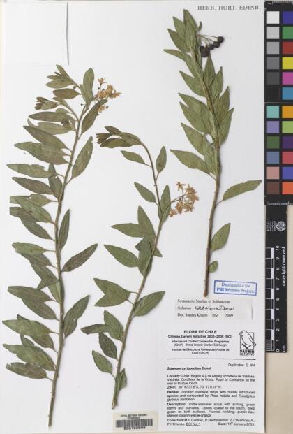 Solanum valdiviense [Espécimen: ]
