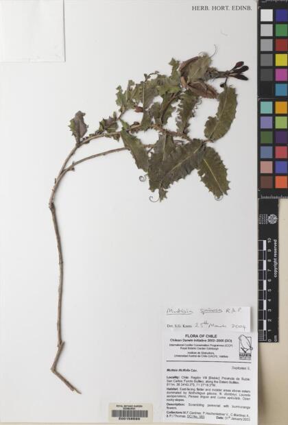 Mutisia spinosa [Espécimen: ]