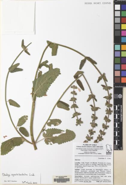 Stachys grandidentata [Espécimen: ]