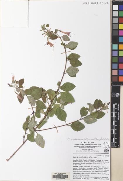 Gardoquia multiflora [Espécimen: ]