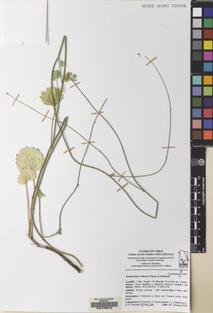 Asteriscium chilense [Espécimen: ]