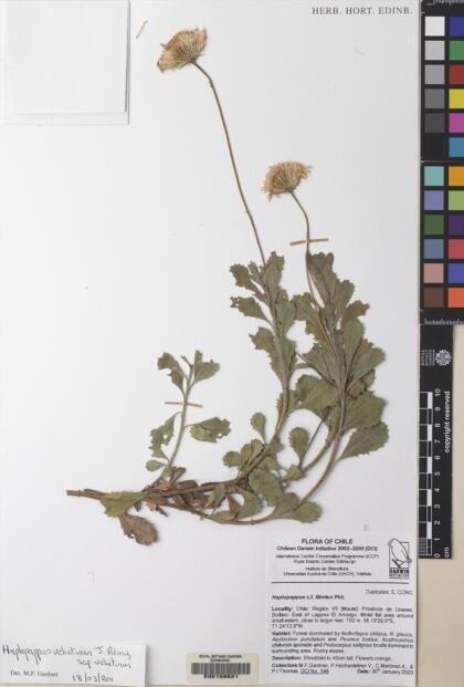 Haplopappus velutinus subsp. velutinus [Espécimen: ]