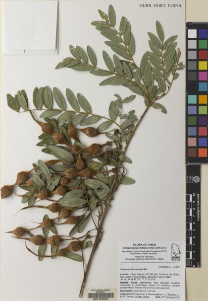 Sophora macrocarpa [Espécimen: ]