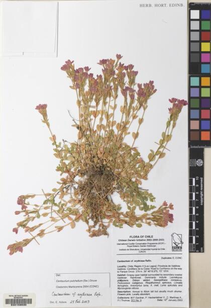 Centaurium scilloides [Espécimen: ]