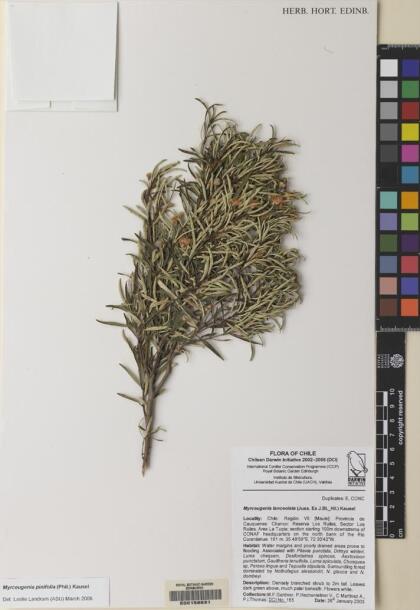 Myrceugenia pinifolia [Espécimen: ]
