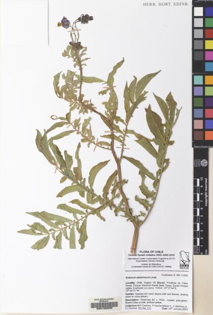 Solanum etuberosum [Espécimen: ]