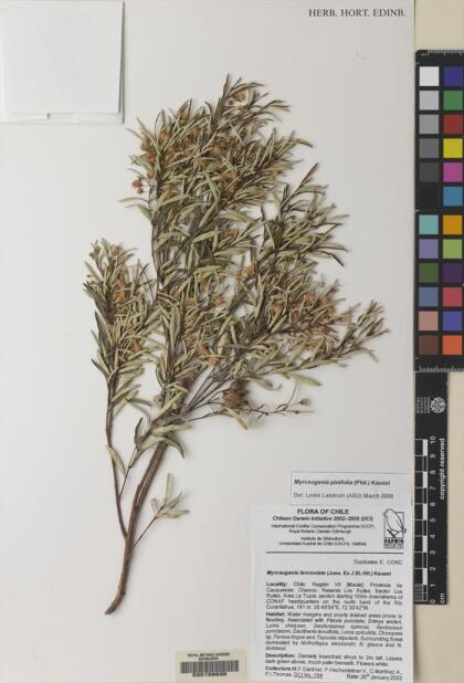 Myrceugenia pinifolia [Espécimen: ]