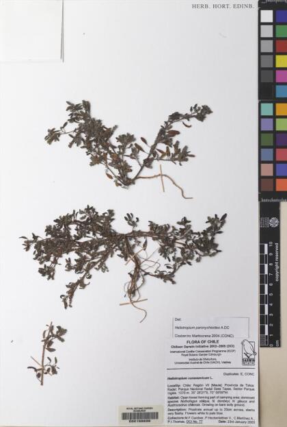 Heliotropium paronychioides [Espécimen: ]